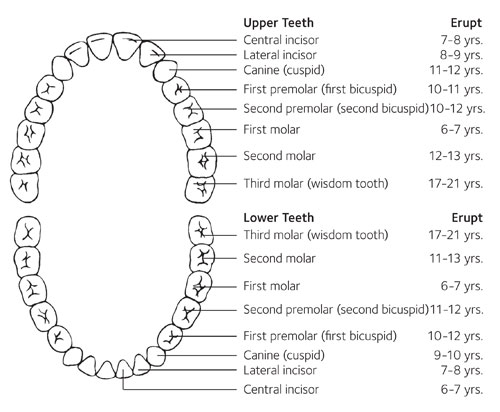 teeth numbers wisdom teeth